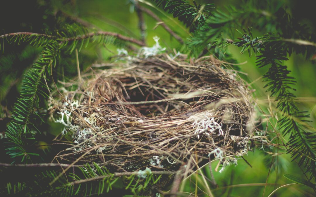 Empty Nest?